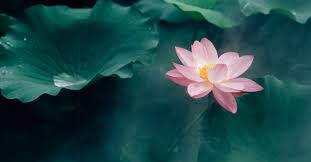 The lotus flower is considered to be sacred in many Asian cultures.