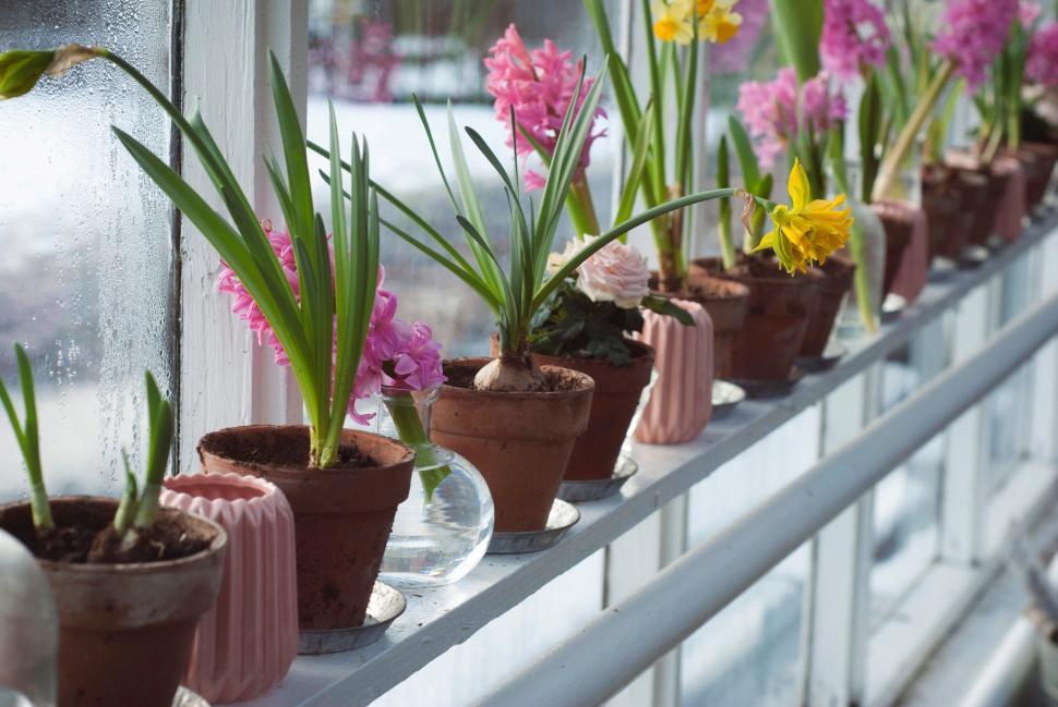 Windowsill Plant Shelf: The Charm of Eco-Friendly Decor Windowsill Plant Shelf